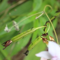 Spathoglottis plicata Blume